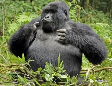 黑猩猩咧嘴露出牙齿表示什么呢 森林驿站2020年