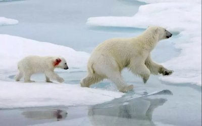 蚂蚁庄园2020年8月12日答案 北极熊和百米赛跑运动