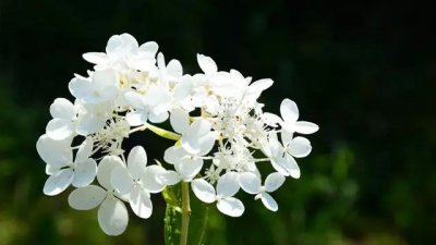 哪种植物被称为黄花地丁婆婆丁 8月14日蚂蚁庄园