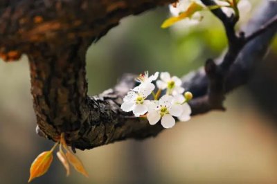 以下涉及梨花的诗句中，哪一句的梨花是指真正