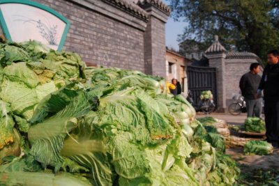 冬储大白菜曾是我国百姓冬天消费菜的主力这情