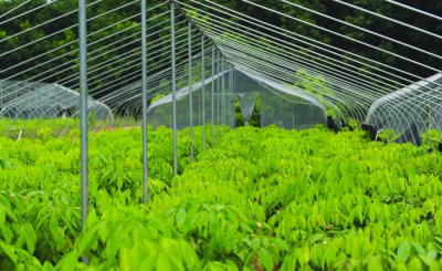 绿脉贯十五载 匠心筑全球——海南橡胶上市15周