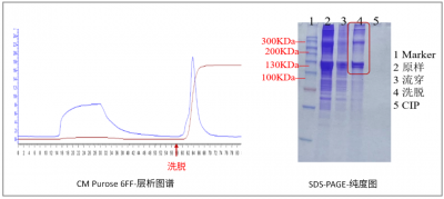【案例分享】东富龙层析助力胶原