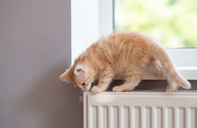 2026年国产猫粮测评｜高性价比推荐：透过生产工