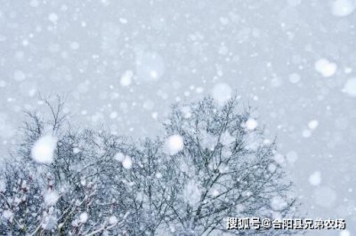 1.3蚂蚁庄园寒潮橙色预警答案解析 还没答题的小
