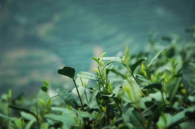 雨前茶是茶中的上品此处的雨指的是 节气谷雨春