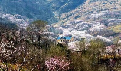 一陂春水绕花身是描写梅花的吗 蚂蚁庄园1月12日