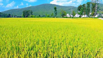 水稻产量的构成有三要素不包括 蚂蚁新村12月1