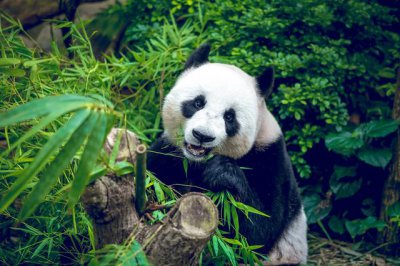 大熊猫爱吃的竹子实际上是什么 蚂蚁庄园12月1