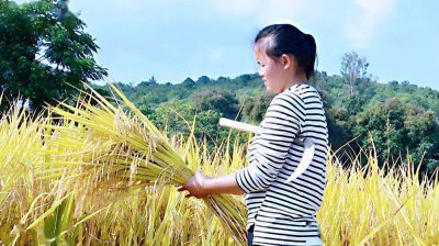 三要素不包括亩穗数吗 水稻产量的构成蚂蚁新村