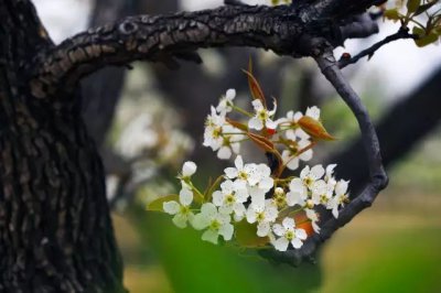 梨花的诗句蚂蚁庄园 梨花的诗句中哪一句的梨花