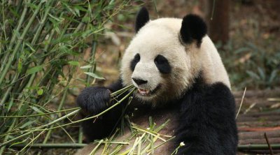 竹子是草还是树 蚂蚁庄园大熊猫爱吃的竹子12月