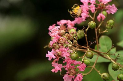 痒痒树的学名叫什么 植物也怕痒蚂蚁庄园12.13日