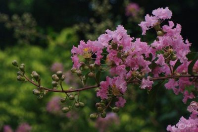 痒痒树是紫薇吗 怕痒的植物蚂蚁庄园12.13