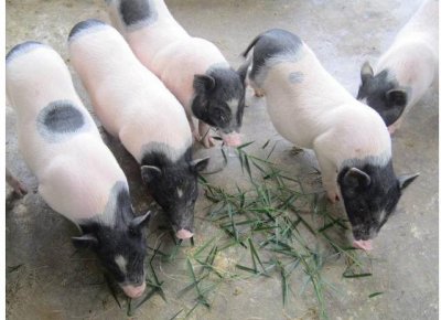 全国唯一的香猪保种基地在哪个县 蚂蚁新村香猪