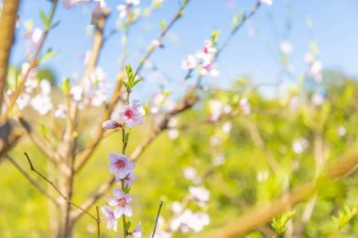 蚂蚁新村每日答案汇总 支付宝今日蚂蚁新村12月