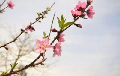 桃花的花期一般在几月 桃花的花期蚂蚁新村12.